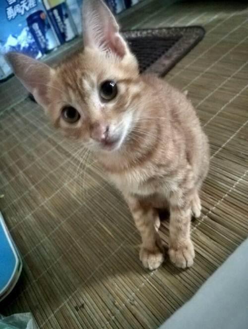 (赠送)成年男猫咪赠送求善待