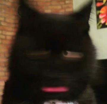  神经病猫搞笑QQ幽默表情包