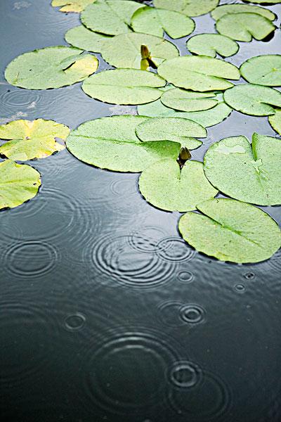 荷花_雨滴_图片大全—全景创意图库（quanjing.com）中国领先的正版图片视频素材网站