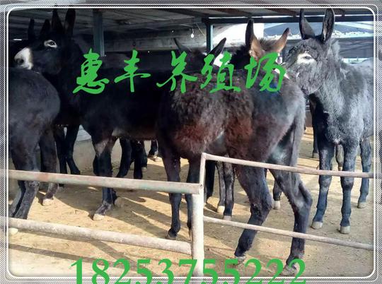 农村创业养殖肉驴三粉驴乌头驴新疆驴