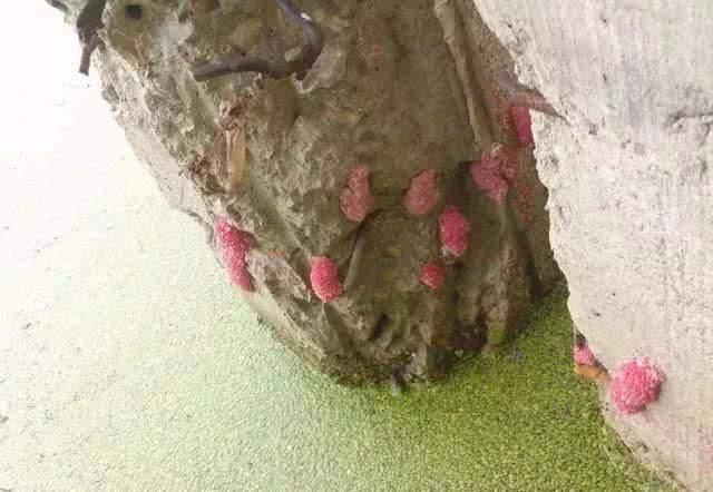 宝宝体内为什么会有寄生虫