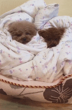 泰迪小色狗搞笑可爱萌萌哒gif