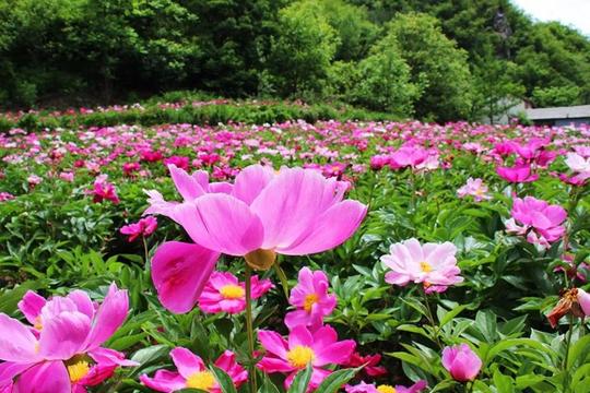 在这里华贵的牡丹花刚刚谢幕,白沙洞村,公主坪村,花园村和赤土店村