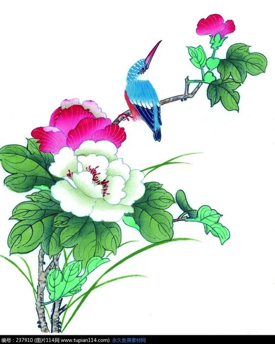 工笔画—牡丹花枝上的抬头的蓝色鸟