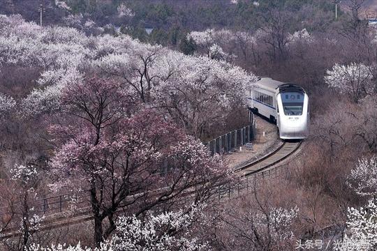 北京:摄影爱好者登高拍摄"花海列车",唯美醉人