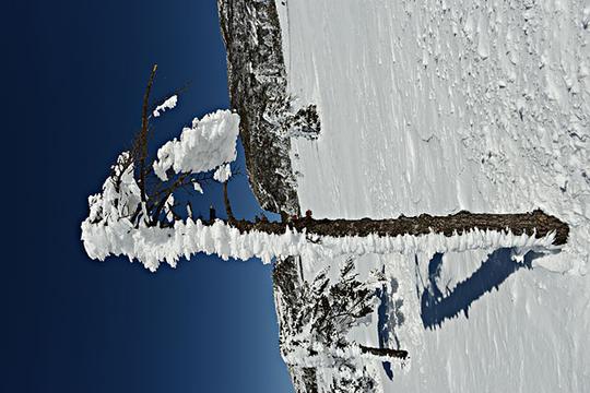 雪_树_脚印_图片大全—全景创意图库（quanjing.com）中国领先的正版图片视频素材网站