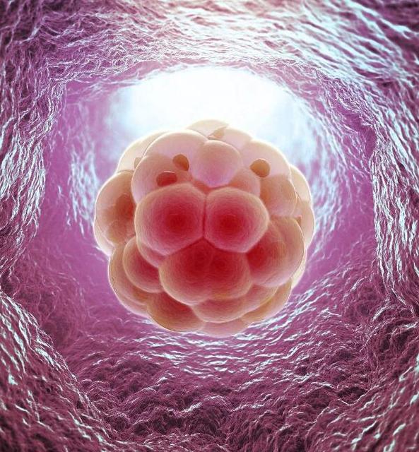 试管婴儿移植后吃什么胚胎容易着床呢
