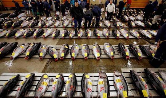 日本筑地鱼市销量只有巅峰时期的一半了鱼市的生意现在不好做好奇心小数据