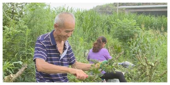 重庆垫江:培育扶贫创业致富带头人让贫困群众就近就地就业