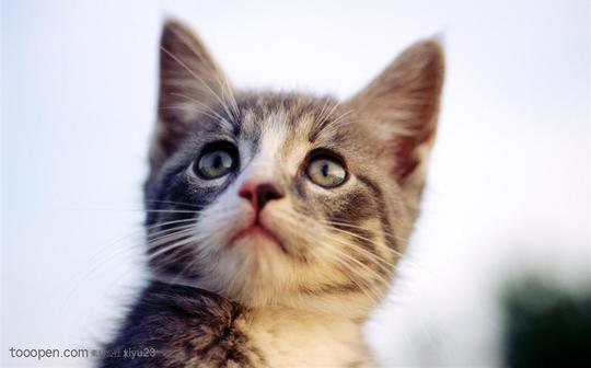 可爱猫咪-抬头的猫咪_素材公社_tooopen.com
