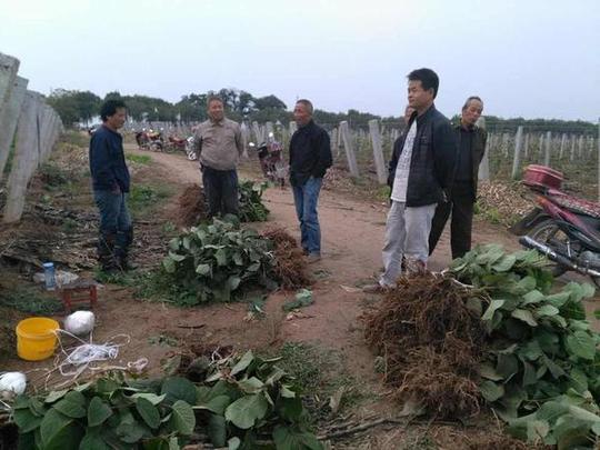 2016年在农村种植什么可以赚钱?