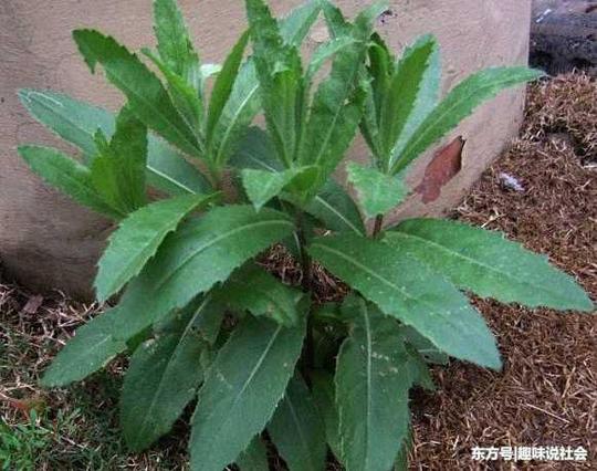 农村很常见的野菜,因营养价值高受欢迎,如今菜农种植赚钱视频