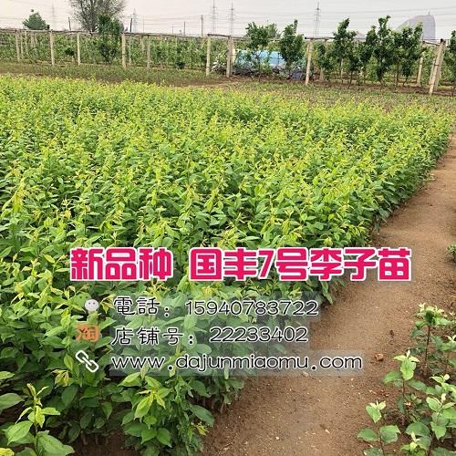 糖炒栗子吃太多有什么危害