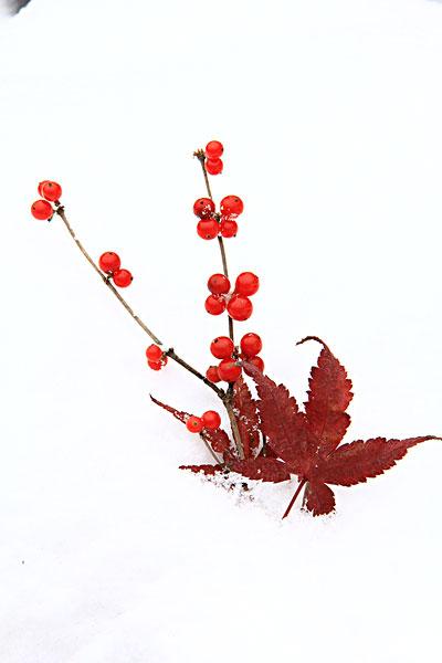 红豆和红叶_图片大全—全景创意图库（quanjing.com）中国领先的正版图片视频素材网站