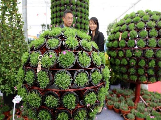 泗安花木城的锦尚园艺大棚长兴宣传部供图-草木本心致富一方浙江长