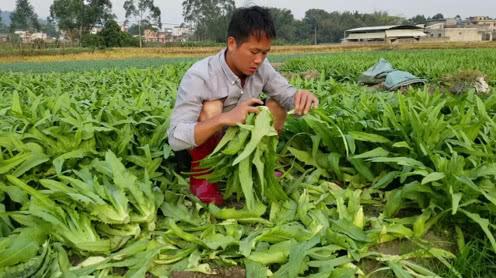北漂小伙辞职回乡种菜，菜地的油麦菜成熟了，不料菜价却这么低