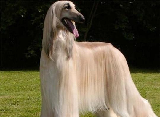 阿富汗猎犬怎么修剪毛发毛长了怎么办