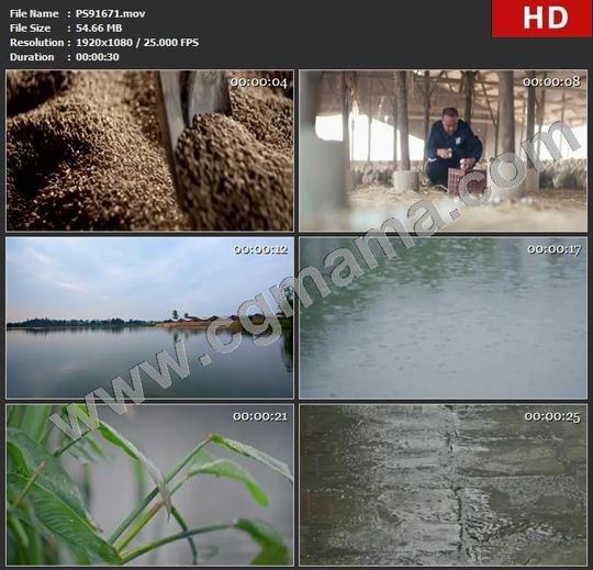 ps91671养鸭场鸭棚饲料鸭子下雨捡鸭蛋河面雨滴行人打伞高清实拍视频