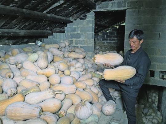 喜:返乡创业搞种植丰收忧:30万斤南瓜愁销路
