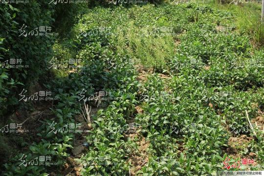 贵州从江蓝靛草长势喜人民族文化有传承