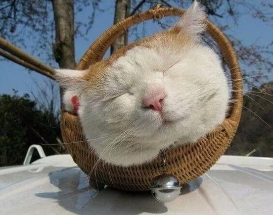 猫咪横屏壁纸,可爱