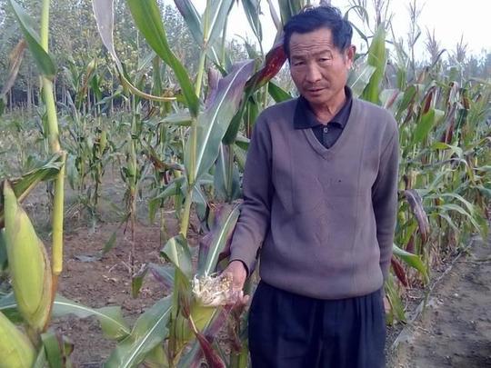 农村怪象:老实人赚钱越来越难!种地一年,不如打工30天