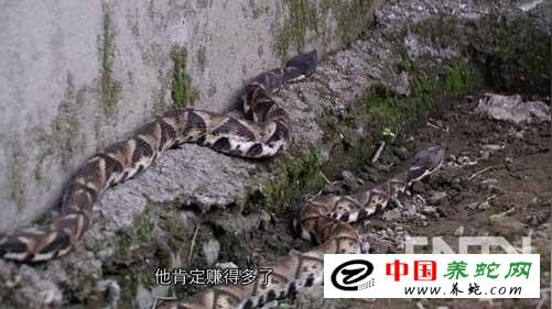 现在养蛇赚钱吗
