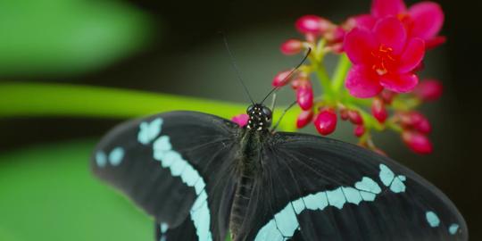 蝴蝶花丛飞舞微观生物_3840x1750_高清视频素材下载