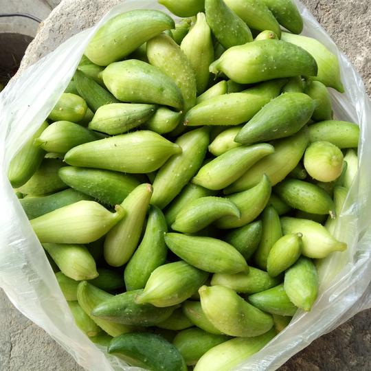 鲜嫩小雀瓜辣子瓜洋辣子羊角豆小角瓜翘角瓜短季时令云南新鲜蔬菜