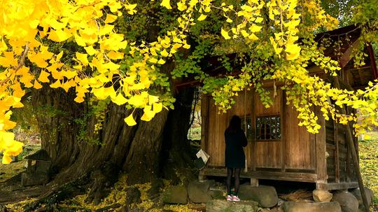 秋天银杏古树黄叶柿子树4k_3840x2160_高清视频素材