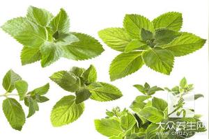 柠檬薄荷茶的功效 柠檬薄荷叶泡水的禁忌 茶百科