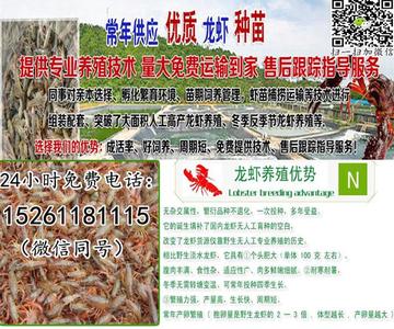 合肥小龙虾批发基地相关长尾关键词有哪些