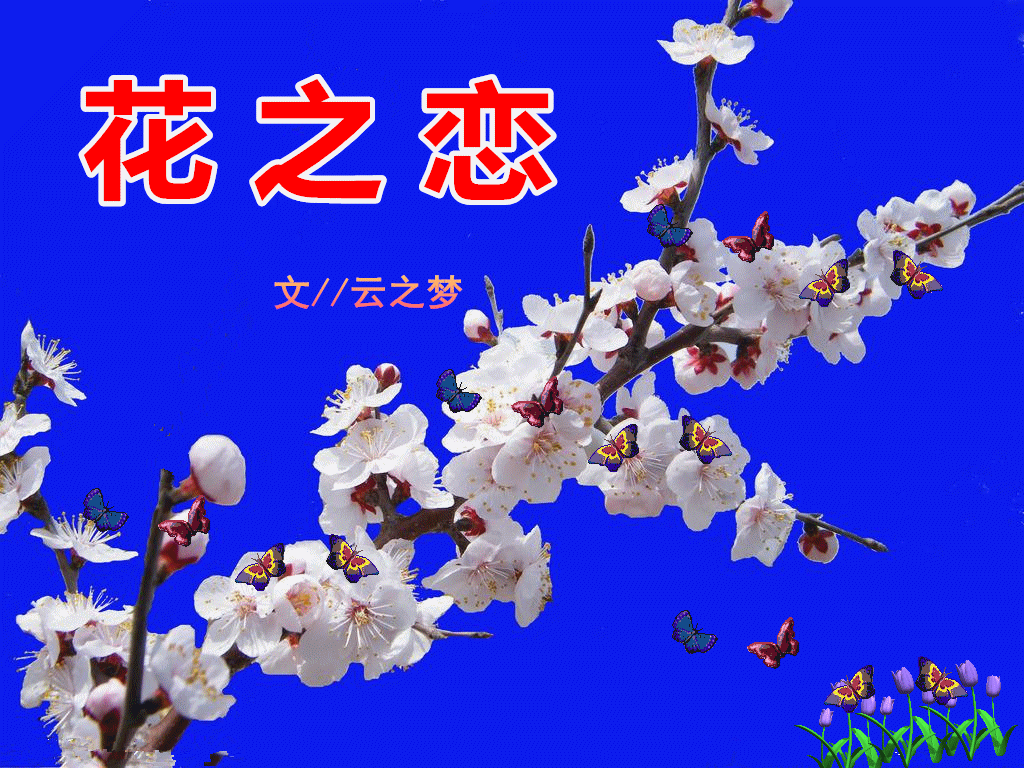 描写杏花开的句子,杏花节发朋友圈怎么写?-语录网