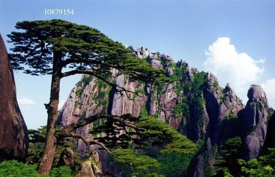 黄山迎客松风景图片图片素材10879154