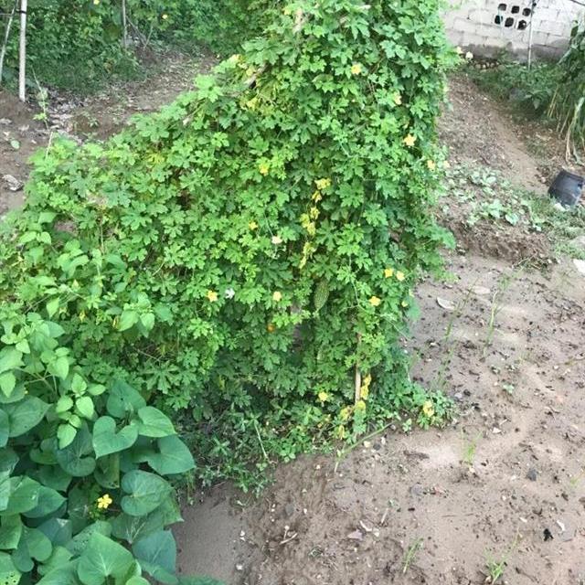 蔓花生 头条搜索