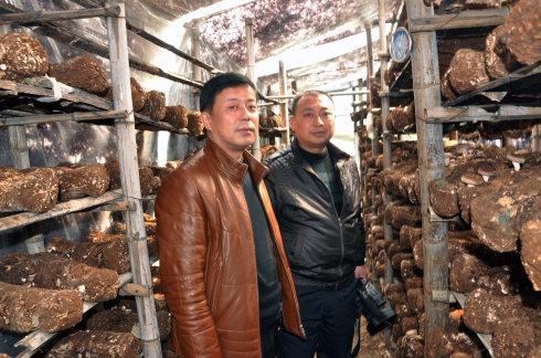 枞阳县农民瞿爱武创业发展规模生态食用菌种植业