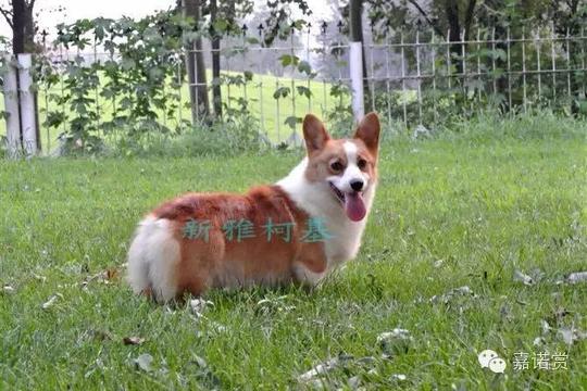 创业者访谈16】新雅柯基犬舍主理人:我是一个被&quot;逼上梁山&quot;的创业妈妈