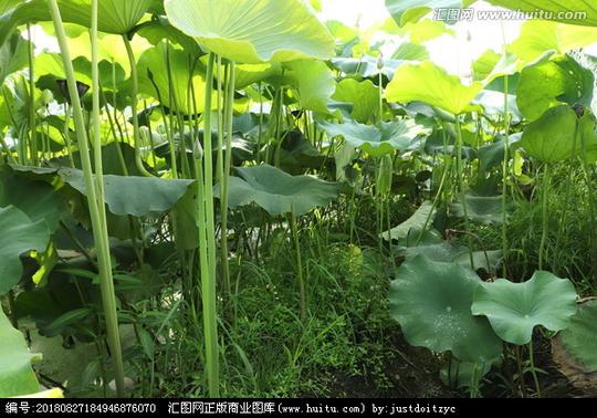 >荷塘荷塘景色荷塘荷叶素材荷塘风光荷花莲花夏季荷塘夏日