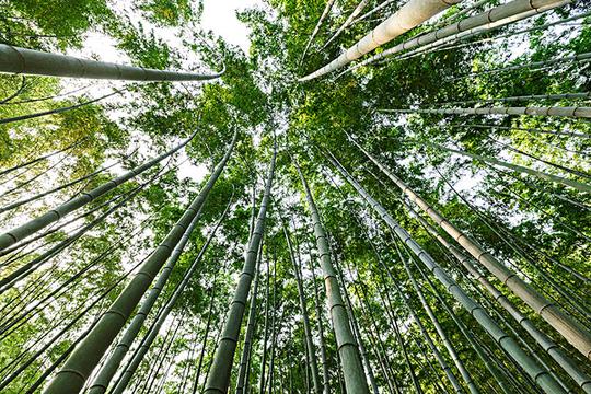 夏天_绿色_竹林_图片大全—全景创意图库（quanjing.com）中国领先的正版图片视频素材网站