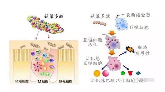 因为真菌多糖的结构和人体细胞膜表面的多糖结构相似,因此可修复受损