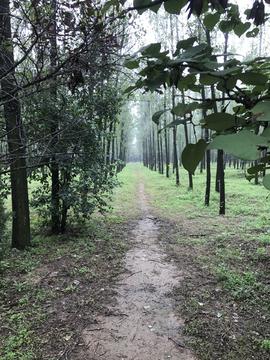 雨后林间路--汇图网huitu.com