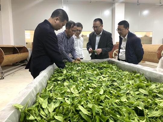 五华农商银行到企业调研，了解茶叶种植的金融服务需求。