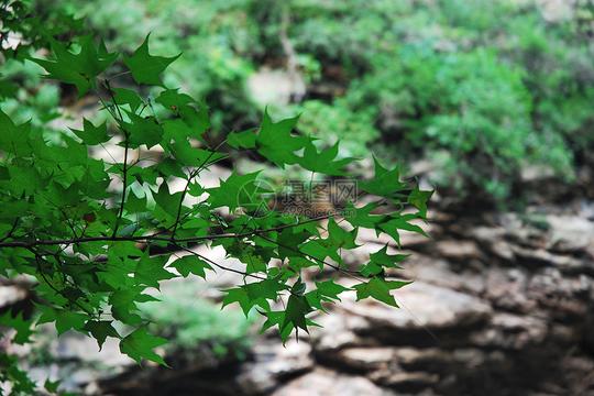 夏天的枫叶图片素材_免费下载_jpg图片格式_v