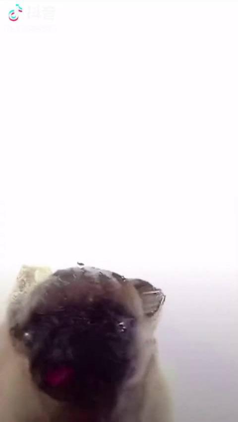 小狗舔屏动态壁纸