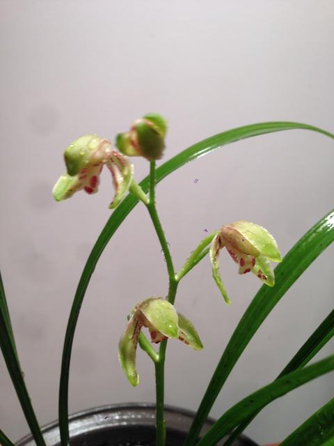 彩虹仙子的童话故事