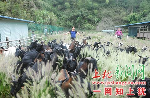 在梅水乡有一名创业小伙子,他承包了山林养起了黑山羊,志在做精品羊肉