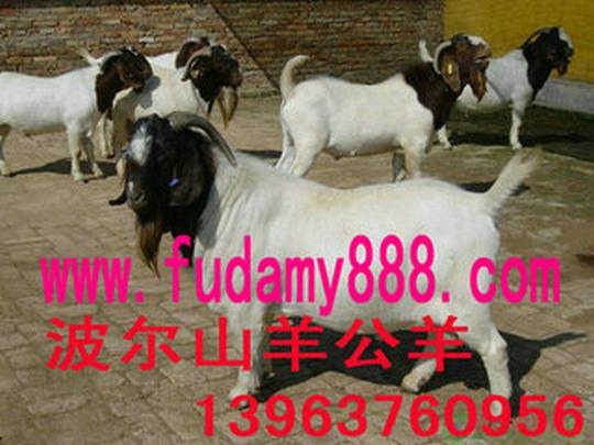 陕西养殖波尔山羊赚钱吗-陕西波尔山羊养殖基地