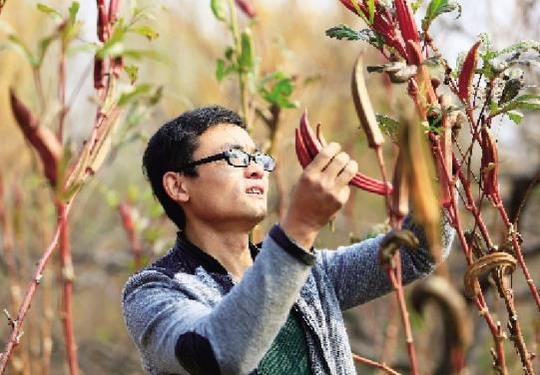 他俩发挥大学专业特长,通过网络推销野菜及野菜种子,年赚30万元.