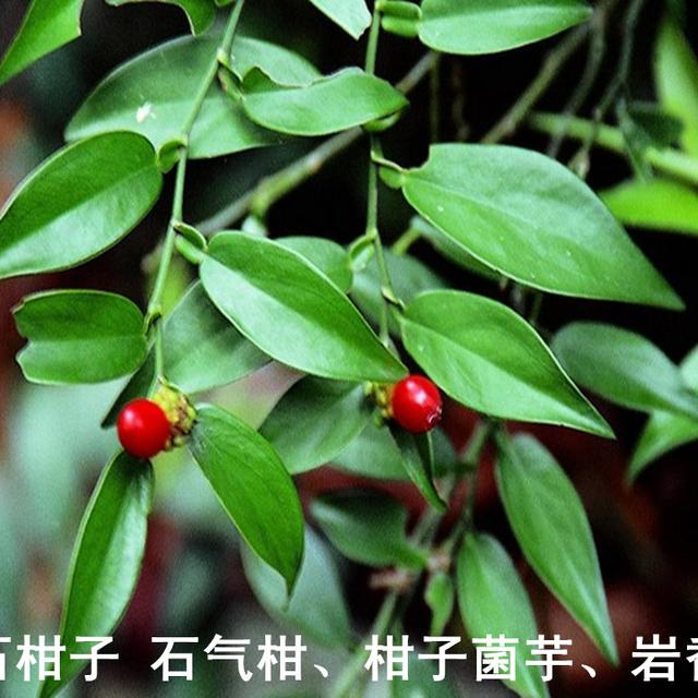 柑子花图片 头条搜索