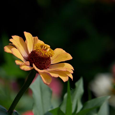 菊科类花卉大全 头条搜索